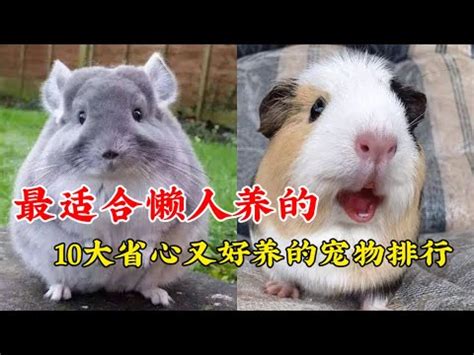 家裡寵物|【什麼動物可以養】50種室內人氣「不麻煩」寵物，讓你有伴不孤。